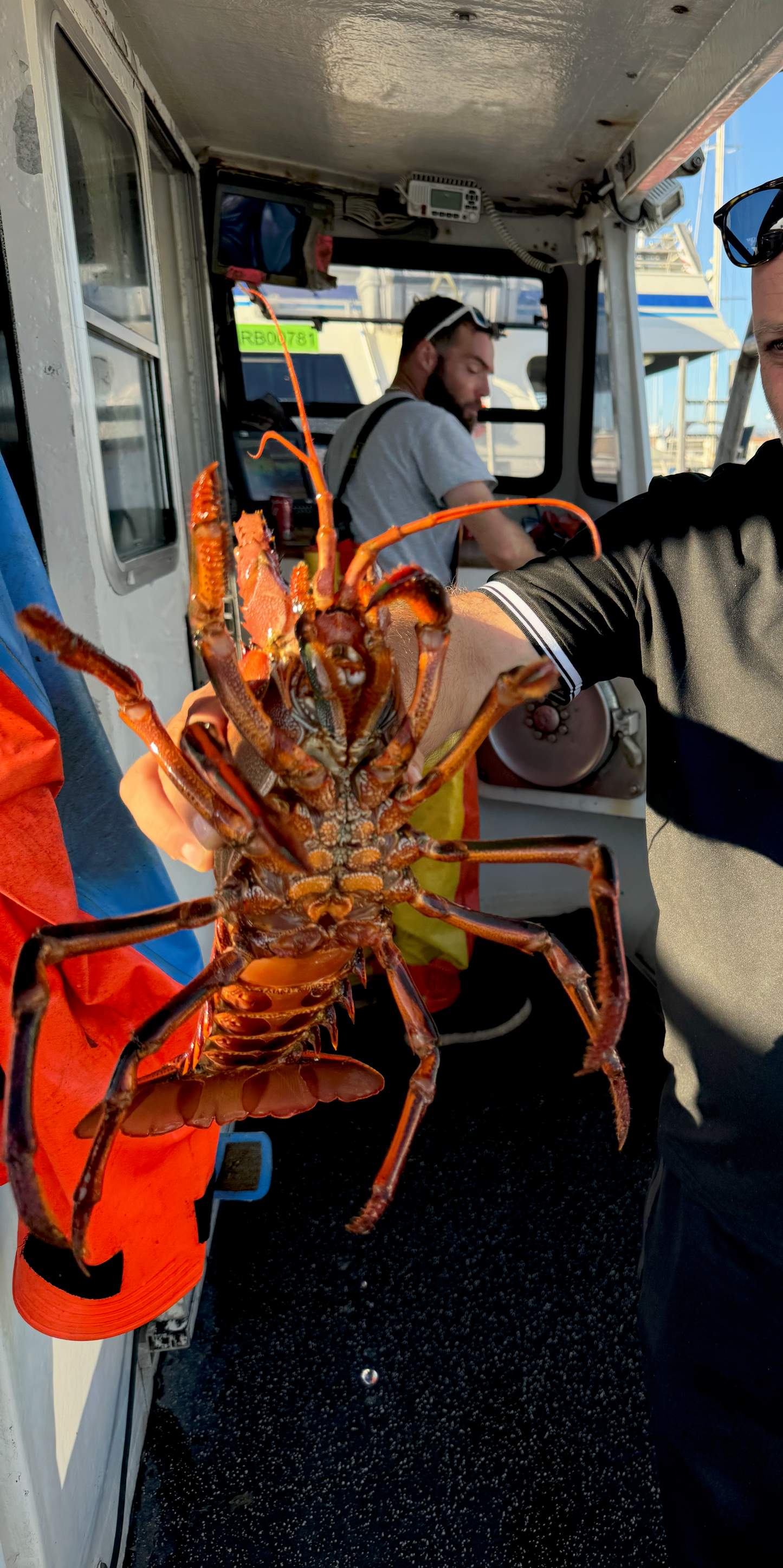 Live Lobster by the Pound