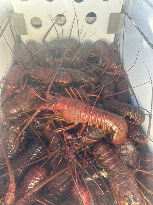 Live Lobster by the Pound