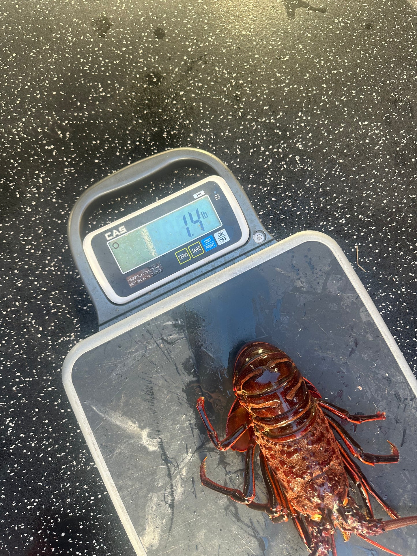 Live Lobster by the Pound