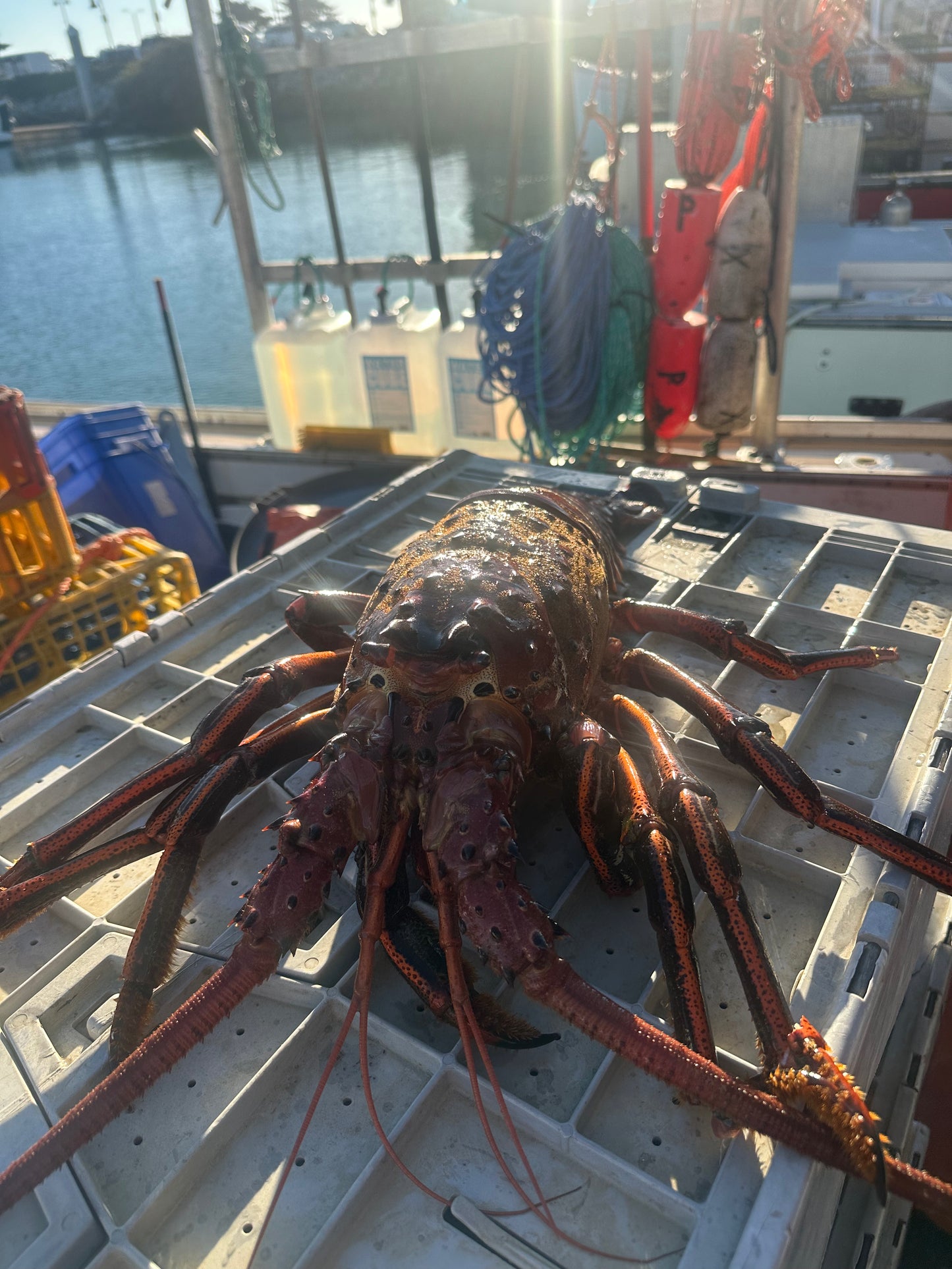 Live Lobster by the Pound
