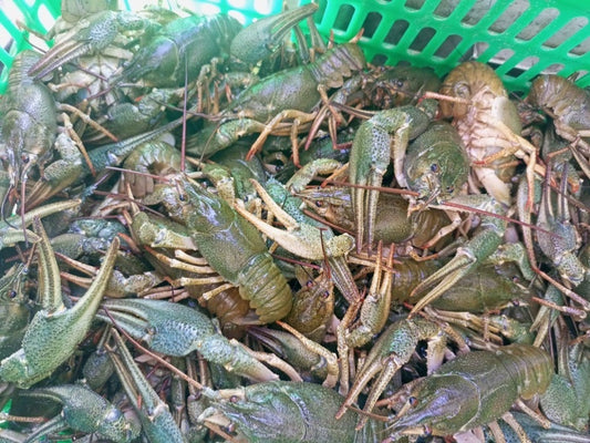 Live Crawfish By the Pound